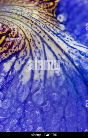 Nahaufnahme von einem blauen Wasser Iris (Iris Sibirica) Blütenblatt und Wassertropfen. Ein Teich marginal oder Moor Gartenpflanze. Stockfoto