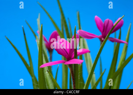 Rhodohypoxis Baurii Venetien Stockfoto