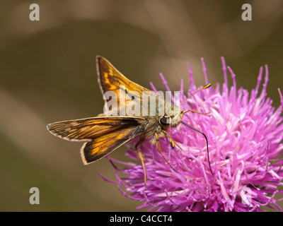 Großen Skipper, Ochlodes Venatus, Essen in eine Blume mit schönen Out-of-Fokus-Hintergrund Stockfoto