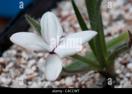 Rhodohypoxis Baurii tetraploiden weiß Stockfoto