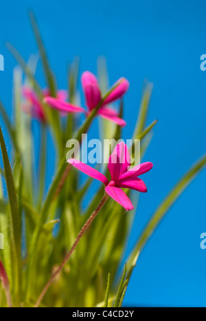 Rhodohypoxis Baurii Venetien Stockfoto