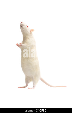 Albino Ratte isoliert auf weißem Hintergrund Stockfoto