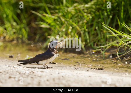 Eine Scheune oder europäische Schwalbe auf dem Boden. Stockfoto