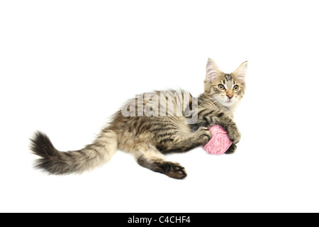 Kätzchen spielen mit Rosa Wolle Ball vor weißem Hintergrund Stockfoto
