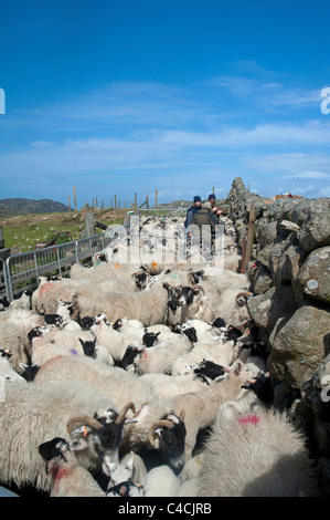 Schaf-Tierhaltung auf der Isle of Mull, Argyll, Schottland Strathclyde. SCO 7200 Stockfoto