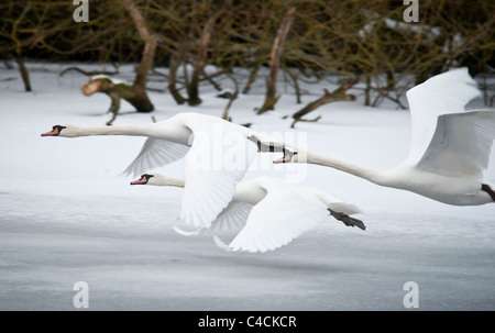 Eine horizontale Aufnahme des Höckerschwäne Einnahme über einen zugefrorenen See in die Flucht. Stockfoto