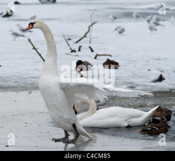 Quadratische Schuss ein Höckerschwan mit ausgebreiteten Flügeln auf dem Eis stehen. Stockfoto