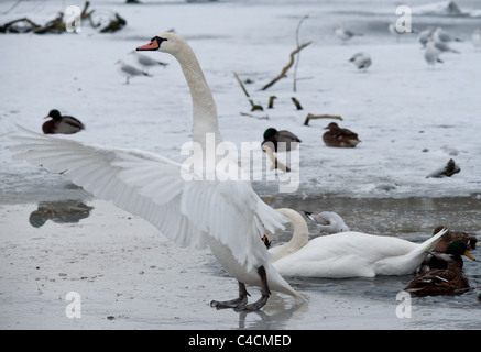 Horizontalen Schuss ein Höckerschwan mit Flügeln heraus gestreckt stehen auf dem Eis. Stockfoto