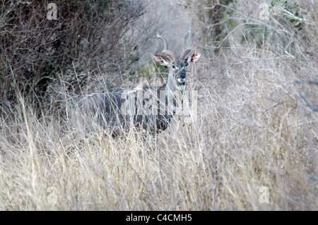 Männliche Lesser Kudu im Tsavo West Nationalpark, Kenia. Stockfoto