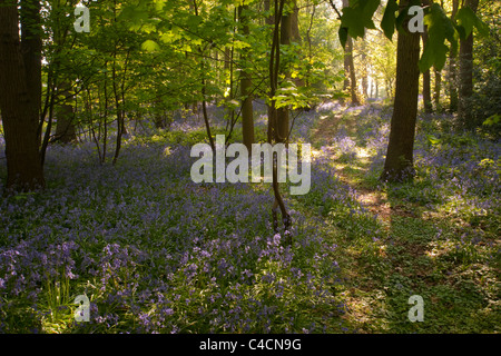 Eine lange Landschaft Schuss eine Glockenblume Wald und gewundenen Weg. Stockfoto