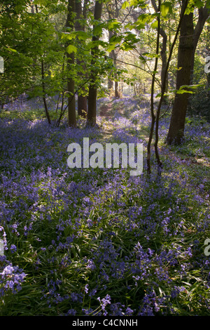 Eine vertikale Aufnahme von Sonnenschein sickert durch eine Glockenblume Wald in England Stockfoto