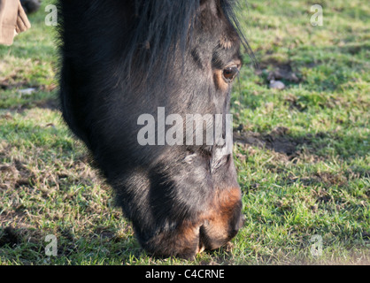 Eine Landschaft hautnah Schuss eines Pferdes Essen Rasen in einem Feld (nur Kopfschuss) Stockfoto