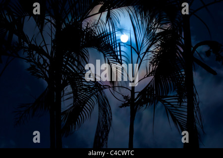 Der Vollmond durch Palmen auf Koh Tao in Thailand fotografiert. Stockfoto