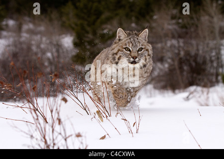 Bobcat, Felis Rufus durch den Schnee laufen Stockfoto