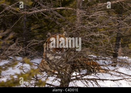 Sibirischer Tiger-Panthera Tigris Altaica Uhren durch die Bäume Stockfoto