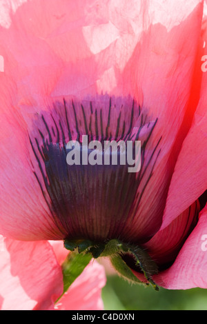 Orientalischer Mohn Himbeer Queen Stockfoto