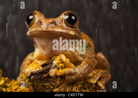 Marmoriert Reed Frog / malte Reed Frosch (Hyperolius Marmoratus) saß auf Flechten verkrustete Zweig im Regen Stockfoto