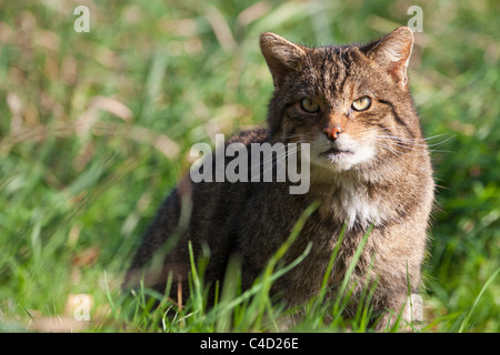 Schottische Wildkatze (Felis Silvestris) saß in einem Feld Stockfoto