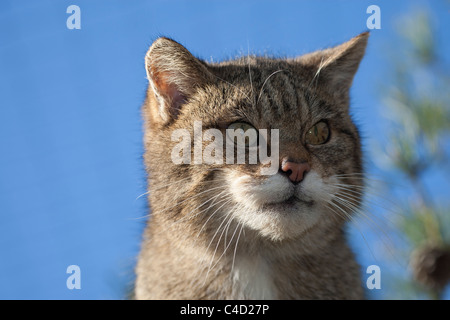 Schottische Wildkatze (Felis Silvestris) in Kiefer, Porträt Stockfoto