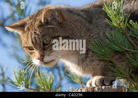 Schottische Wildkatze (Felis Silvestris) in Kiefer, Porträt Stockfoto