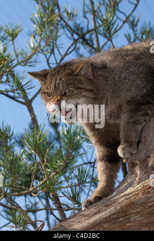 Schottische Wildkatze (Felis Silvestris) in Kiefer Baum Knurren Stockfoto