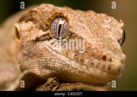Wasserspeier Gecko oder neue Caledonian holperige Gecko, Rhacodactylus Auriculatus, Nahaufnahme portrait Stockfoto