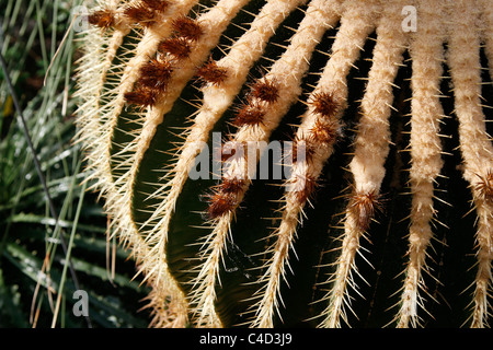 Vom Aussterben bedroht mexikanische "Golden Barrel Cactus" gesehen in den Botanischen Garten Leipzig, Deutschland Stockfoto