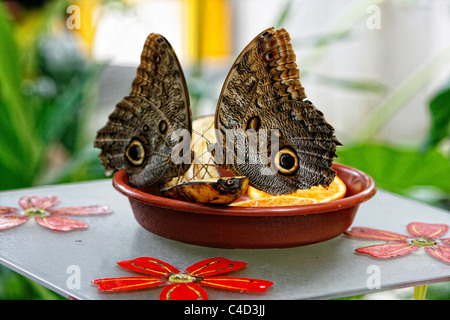 Ein paar Wald riesige Bananenfalter (Caligo Eurilochus) auf einem Teller mit Obst füttern. Schmetterlingshaus, Leipzig, Deutschland. Stockfoto