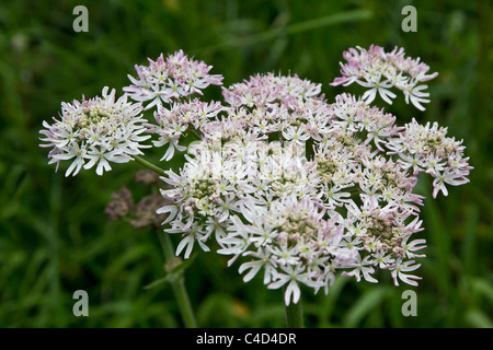 Eine schöne rosa gefärbten Bärenklau in voller Blüte Stockfoto