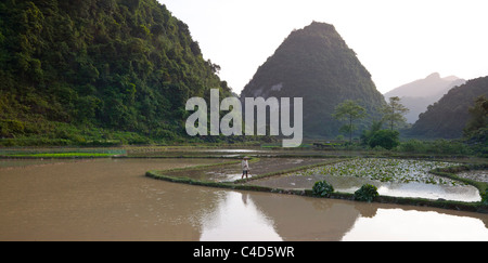 Konische Kalkstein Hügel Cao Bang, Nordvietnam, Landwirt auf seinem Gebiet überflutet padi Stockfoto
