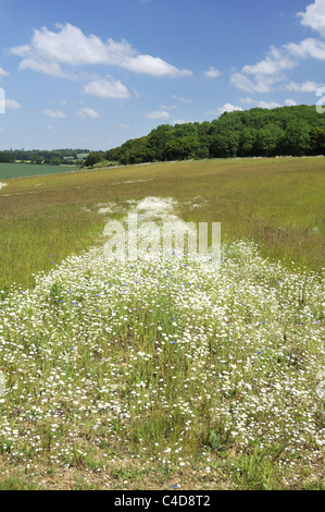 Wildblumenwiese in UK Kernholz Forest Conservation Area. Stockfoto