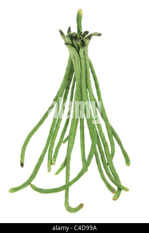 Schlange-Bohnen Stockfoto