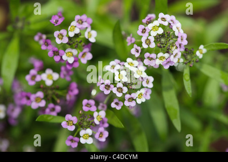 Alyssum Sweet 'Royal Teppich' (Lobularia Maritima) Blumen Stockfoto