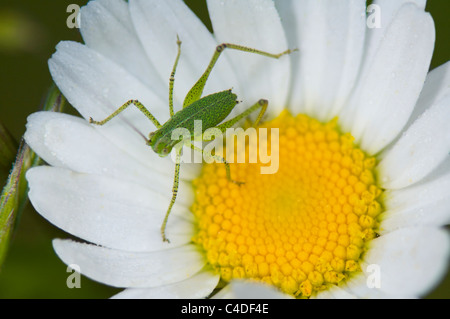 Eiche Bush Cricket (Leptophyes Puctatissima), Frankreich Stockfoto