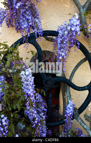 Glyzinien blühen im Frühjahr über eine alte Wasserpumpe. Stockfoto