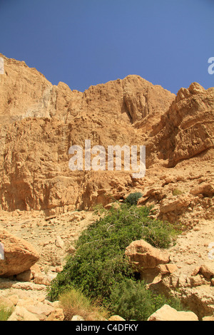 Totes Meer-Tal, Salvadora Persica Baum (Tree Zahnbürste, Senf Baum) im Nahal salvadora Stockfoto