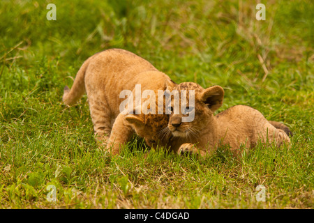 Zwei Baby Barbary Lion Cubs spielen zusammen (Panthera Leo Leo) Stockfoto