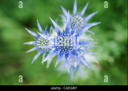 Eryngium Bourgatii Blume. Mittelmeer-holly Stockfoto