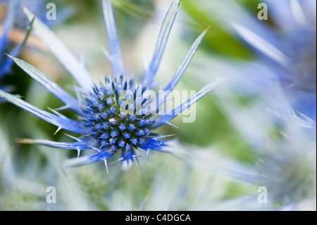 Eryngium Bourgatii Blume. Mittelmeer-holly Stockfoto