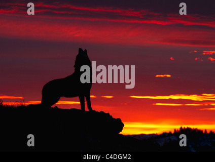 Grey Wolf, Canis Lupus heulen bei Sonnenaufgang Stockfoto