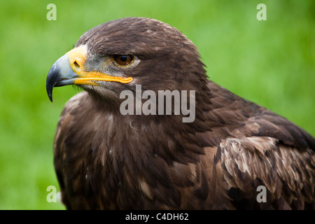 Kopf und Schultern eines russischen Steppe Eagle Stockfoto