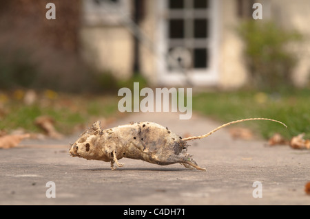 Leere Haut und Skelett des toten Maus im Schrank im Haus gefunden. Sussex, UK. Stockfoto