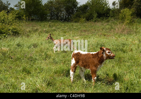 Eine britische Longhorn Kalb und weibliche Damwild auf ein Naturschutzgebiet in Herefordshire Landschaft Stockfoto