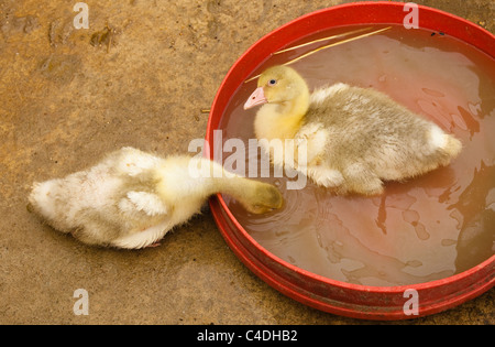 Zwei Gosling Küken trinken und sitzen in einem Becken mit Wasser Stockfoto