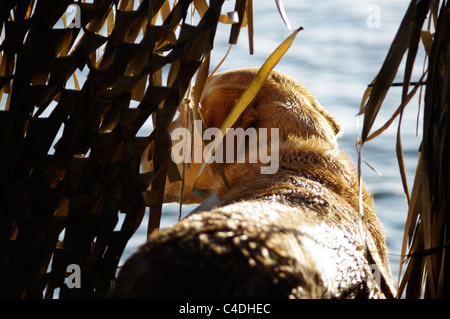 Ein labrador-Retriever versteckt sich in einem Entenblind. Stockfoto