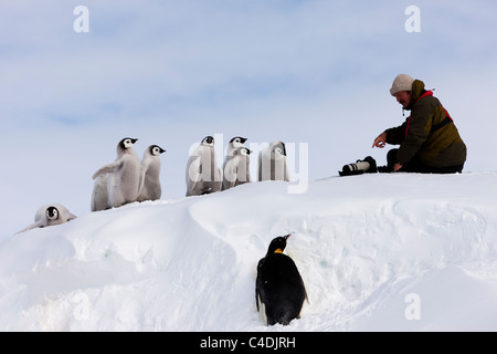 Lustige Blick auf Wildlife Fotograf Jonathan Scott im Gespräch mit süßen Hügel Kaiser Penguin Küken auf Schnee in der Antarktis Stockfoto