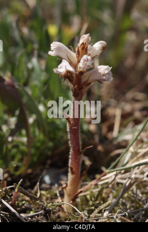 Labkraut Roman Orobanche caryophyllacea Stockfoto