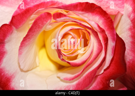 Rot, erhob weiß und gelb schließen sich als Hintergrund Stockfoto