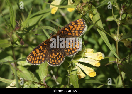 Heide Fritillary - eine seltene britische Schmetterling Stockfoto