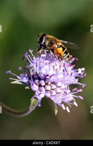 Hoverfly, Eristalis Horticola, Syrphidae Diptera, auf Teufel-Bit Scabius Blume. Weiblich. Stockfoto